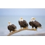 Three bald eagles on a dry fallen trunk