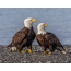 Bald eagles: male and female