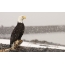 Bald eagle and snow