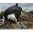 Bald eagle feeds chicks