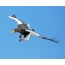 นกอินทรีหัวล้านในเที่ยวบิน Golden Horn Bay, Vladivostok