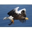 Steller's sea eagle with prey