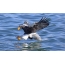 The shoulderless eagle "picks up" the fish thrown to him, Vladivostok
