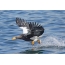 Bald eagle caught fish