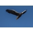 นกอินทรีหัวไหล่บินสูงขึ้นไปบนท้องฟ้าในการค้นหาเหยื่อ