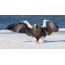 Steller's sea eagle on a snowy shore