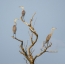 Gray Heron on a dried tree