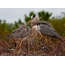 Great blue herons on the nest