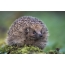 Hedgehog ที่สวยงาม: ภาพในป่า