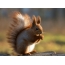 Сүрөт: Squirrel жеп жаъгактар