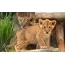 зоопаркында Cubs