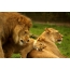 Family of lions: lion, lion and lioness