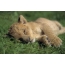 Photo: sleeping lion