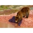 Grizzly Bear Fotky