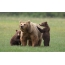 Grizzly medvěd s mláďaty