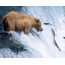 หมีกริซลี่จับปลาแซลมอน