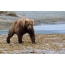 Grizli Bear na Aljasci