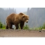 ภาพถ่ายหมีกริซลี่