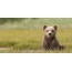 ภาพถ่ายของหมีกริซลี่