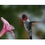 Anna's Hummingbird (Calypte anna), not fully molted adult male