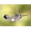 The adult female is a red-hipped hummingbird; its frequency of wing flaps is over 60 per second.