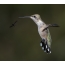 Anna's hummingbird in flight, female, an insect flying past