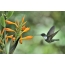 Female Hummingbird Collared Inca