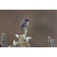 Hummingbird เอกวาดอร์ภูเขาเอกวาดอร์