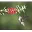 The female Hummingbird Anne in flight chooses a flower for feeding