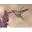 Anne's Hummingbird หญิง (Calypte Anna) การดื่มน้ำทิพย์จากดอกไม้
