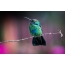 Colombian Andes: a photo of a hummingbird on a branch