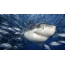 Great White Shark mewn ysgol o bysgod