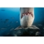 Golygfa Jaws Great Shark White