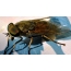 What does a horsefly look like