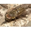 Eyes of the species are bullfly (Tabanus bovinus)