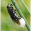 Goosefly female lays eggs