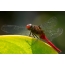 Dragonfly-thrower
