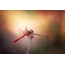 Dragonflies have enemies; on the wings of the larva of the parasite - mite