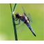 Dragonfly flat: male
