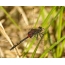Dragonfly species belonos dubious, male