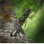 Fighting deer beetles: the winning roll