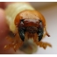 Head of larva close up