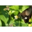 GIF slika leptira