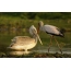 Tanzanya'da Pelikan ve Heron