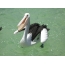 Su üzerinde Avustralya Pelikanı