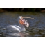 American white pelican caught catfish