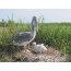 በአኻያ ውስጥ በአሜሪካ ጥቁር pelican በአንድ ግል ላይ