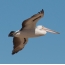 Australian Pelican in flight