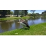 Avustralyalı Pelikan çanta boyutunu gösterir