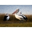 Australian pelicans on the shore